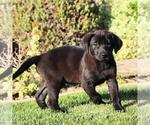 Small #4 Labrador Retriever Mix