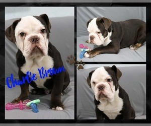 Medium Olde English Bulldogge