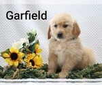 Litter of 4 - Male Golden RetrieverLitter of Puppies for Sale - Photo #2
