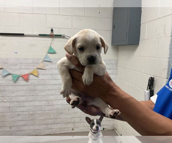 Medium Photo #1 Boston Terrier-Unknown Mix Puppy For Sale in San Bernardino, CA, USA