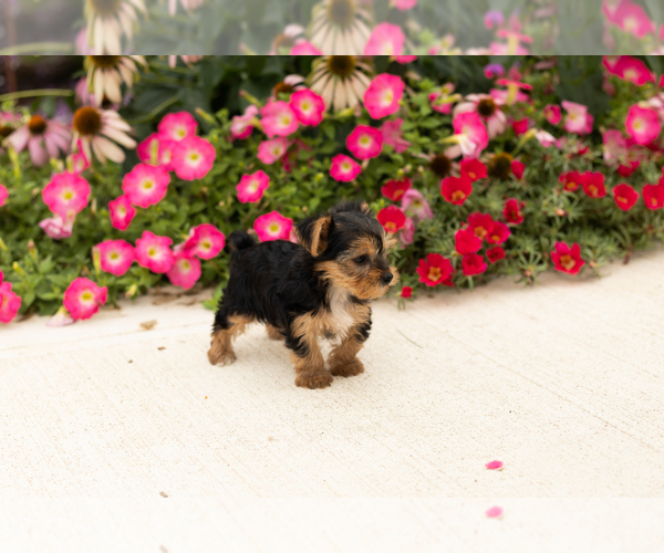 Medium Photo #5 Yorkshire Terrier Puppy For Sale in NAPPANEE, IN, USA