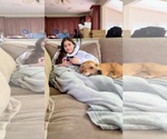 Small #2 Labrador Retriever Mix