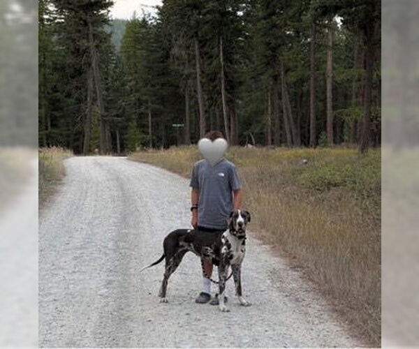 Medium Photo #4 Great Dane Puppy For Sale in Polson, MT, USA
