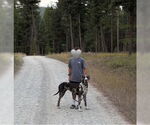 Small #3 Great Dane