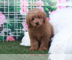 Goldendoodle Puppy for sale in MARIETTA, GA, USA