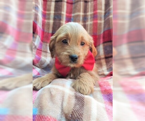 Medium Photo #6 Goldendoodle Puppy For Sale in LANCASTER, PA, USA