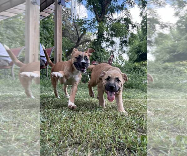 Medium Photo #1 Mutt Puppy For Sale in Poplar Bluff, MO, USA