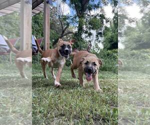 Mutt Dogs for adoption in Poplar Bluff, MO, USA