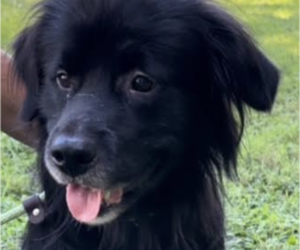 Labrador Retriever-Unknown Mix Dogs for adoption in Thomasville, NC, USA