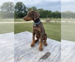 Small Photo #10 Doberman Pinscher Puppy For Sale in BROOKFIELD, MO, USA