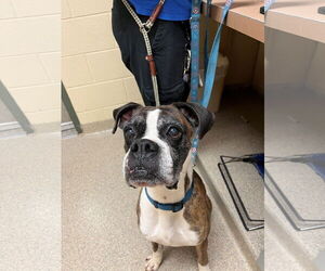 Boxer-Unknown Mix Dogs for adoption in Virginia Beach, VA, USA