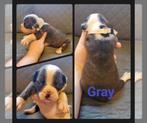Olde English Bulldogge Puppy for sale in WHEELER, MI, USA