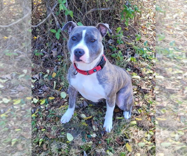 Medium Photo #5 American Pit Bull Terrier-Unknown Mix Puppy For Sale in Spotsylvania, VA, USA