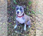 Small #4 American Pit Bull Terrier Mix