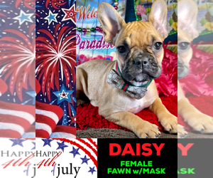 French Bulldog Puppy for sale in HEATHROW, FL, USA