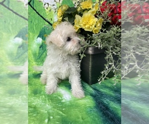 Maltipoo Puppy for sale in LANCASTER, PA, USA