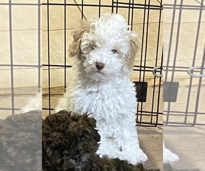 Poodle (Miniature) Puppy for sale in GLOUCESTER, VA, USA