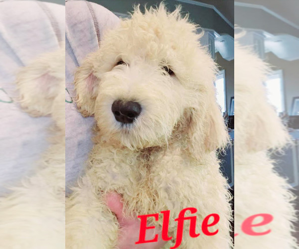 Medium Photo #22 Goldendoodle Puppy For Sale in ATHENS, TN, USA