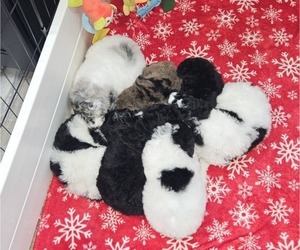 Poodle (Standard) Litter for sale in HAVANA, IL, USA