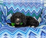 Small Photo #4 -Poodle (Miniature) Mix Puppy For Sale in LANCASTER, PA, USA