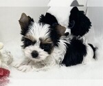 Small #18 Yorkshire Terrier