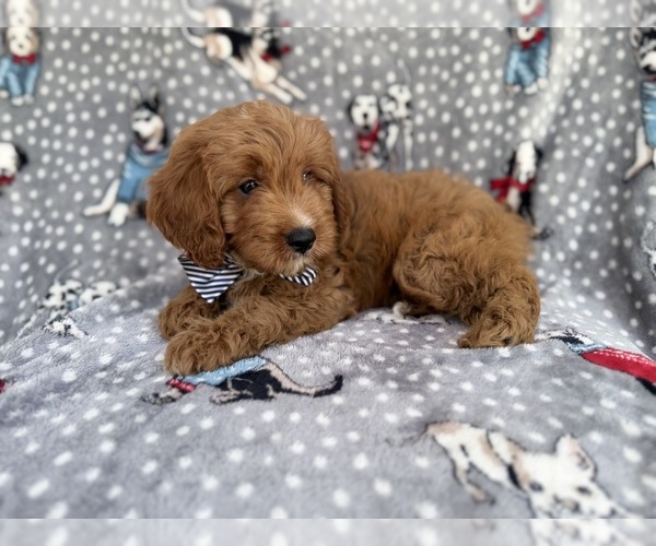 Medium Photo #5 Cavapoo (Standard) Puppy For Sale in LAKELAND, FL, USA