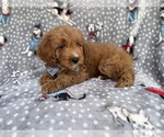Small #4 Cavapoo (Standard)