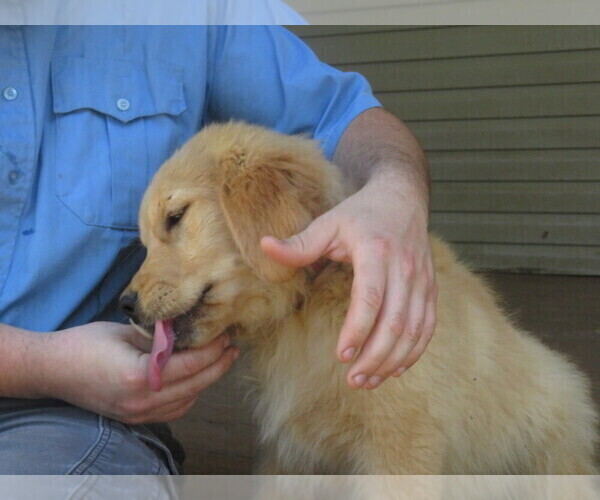 Medium Photo #8 Golden Retriever Puppy For Sale in MECHANICSVILLE, MD, USA