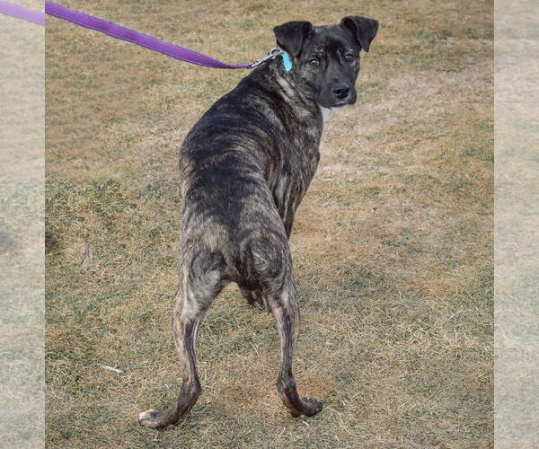 Medium Photo #4 Boxer-Unknown Mix Puppy For Sale in Huntley, IL, USA