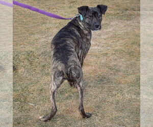 Mateo - Male Boxer-Unknown Mix Dog for Adoption - Photo #4