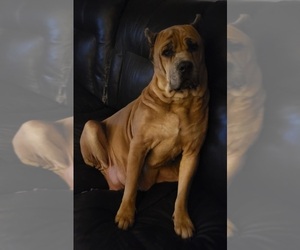 Mother of the Cane Corso puppies born on 01/10/2026