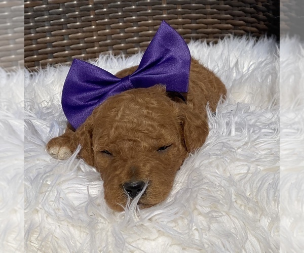 Medium Photo #3 Poodle (Standard) Puppy For Sale in PORTERVILLE, CA, USA