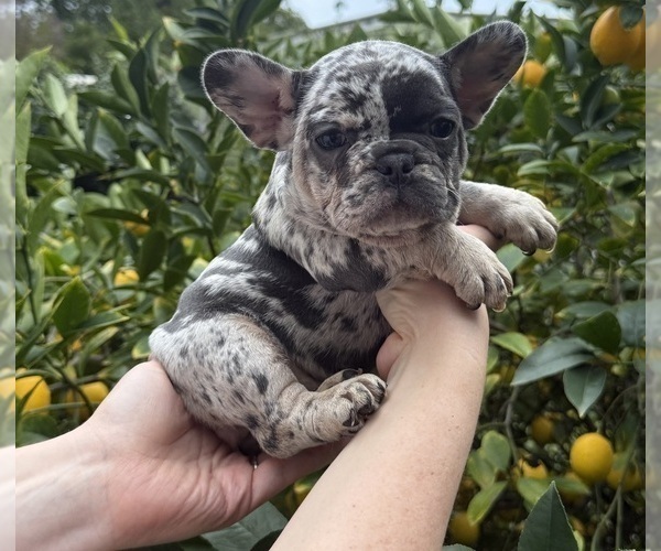 Medium Photo #1 French Bulldog Puppy For Sale in BURLINGAME, CA, USA