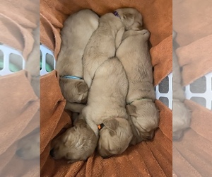 Golden Retriever Puppy for sale in MARSHALL, IL, USA