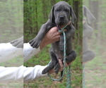 Small #9 Great Dane