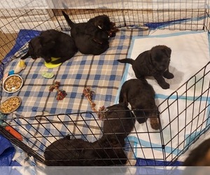German Sheeppoodle Dogs for adoption in KOKOMO, IN, USA