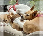 Small #10 Rat Terrier Mix