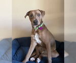 Small #3 Labrador Retriever Mix