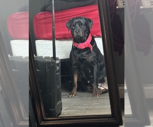 Mother of the Rottweiler puppies born on 05/02/2026