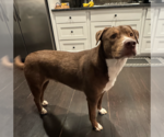 Small Photo #2 Chesador Puppy For Sale in Decatur, GA, USA