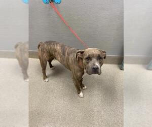 Mutt Dogs for adoption in Las Vegas, NV, USA