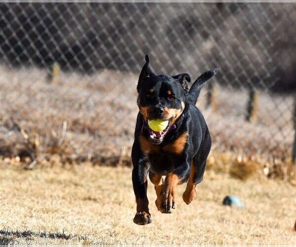 Medium Photo #2 Rottweiler Puppy For Sale in Mills, WY, USA