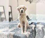 Small #3 Great Pyrenees