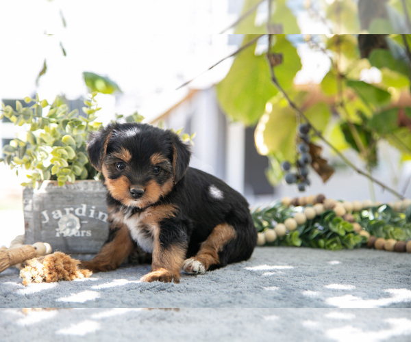 Medium Photo #9 Shorkie Tzu Puppy For Sale in KIRKWOOD, PA, USA