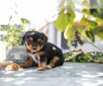 Small #1 Shorkie Tzu