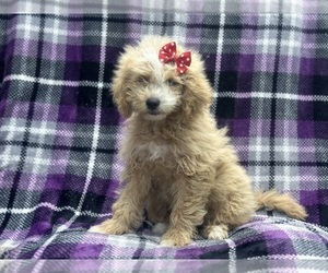 Goldendoodle (Miniature) Puppy for sale in LAKELAND, FL, USA