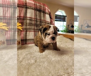 Bulldog Puppy for sale in VERMILION, OH, USA