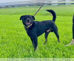Small Labrador Retriever-Pekingese Mix