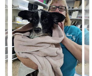 Chihuahua-Unknown Mix Dogs for adoption in Metairie, LA, USA