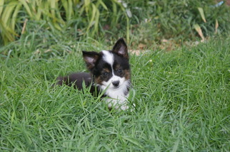 Australian Shepherd Puppy for sale in CLEVELAND, UT, USA